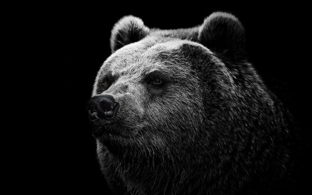 bear_grizzly_bear_eyes_85885_1920x1200.jpg